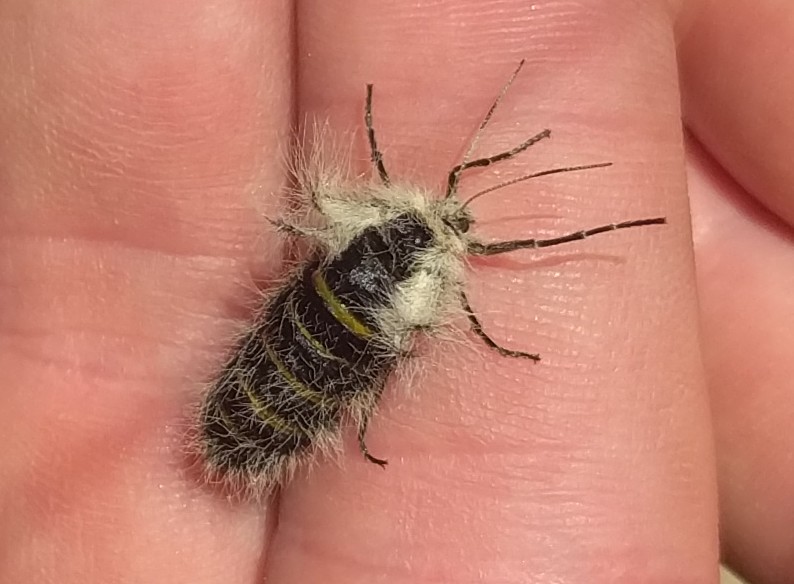 Aiuto ID lepidottero - Lycia alpina (Geometridae)